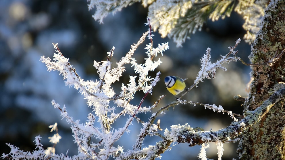 Es gibt Bauernregeln im Februar, die Aufschluss über das kommende Wetter geben