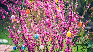 Bauernregel Ostern