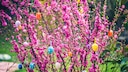 Bauernregel Ostern