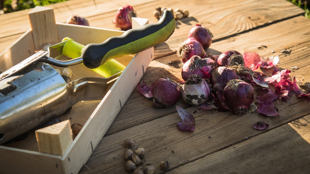 Blumenzwiebeln im Frühjahr pflanzen