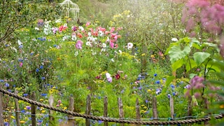 Beim Chaos Gardening dürfen die Blumen dort wachsen, wo sie wollen
