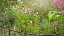 Beim Chaos Gardening dürfen die Blumen dort wachsen, wo sie wollen