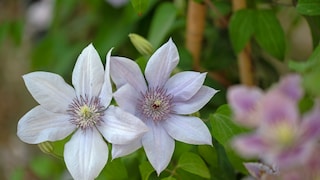Clematis