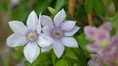 Clematis