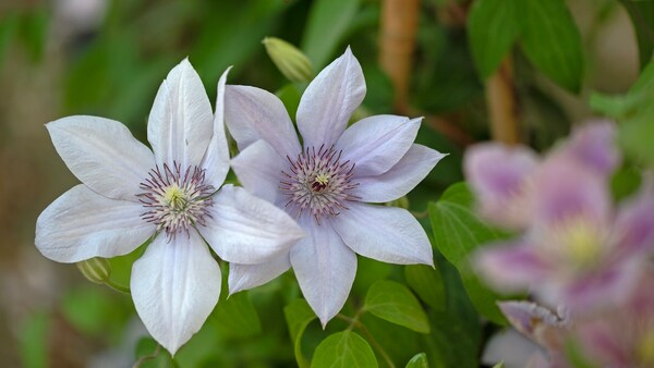 Clematis pflanzen Standort, Boden, Pflege myHOMEBOOK