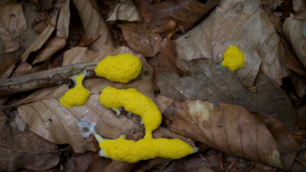 Hexenbutter kann in jedem Garten vorkommen
