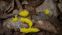 Hexenbutter kann in jedem Garten vorkommen