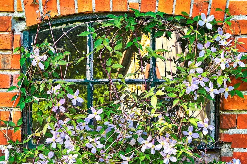 Clematis gedeiht gut an geschützen Standorten, wie einer Hauswand oder Mauer