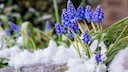 Wenn es im März noch einmal schneit, ist das normal und alles andere als schlecht für die Natur