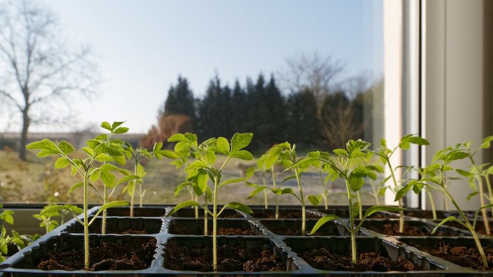 Wenn man Tomaten vorziehen möchte, sollte man den richtigen Zeitpunkt abpassen