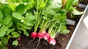 Radieschen sind lecker und eignen sich gut für Gartenanfänger, doch muss man sie eigentlich vorziehen?