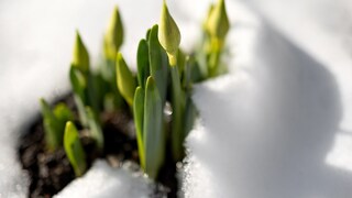 Es sieht hübsch aus, wenn Frühblüher unter einer Schneedecke hervorgucken. Doch kann der Schnee eventuell schädlich sein?