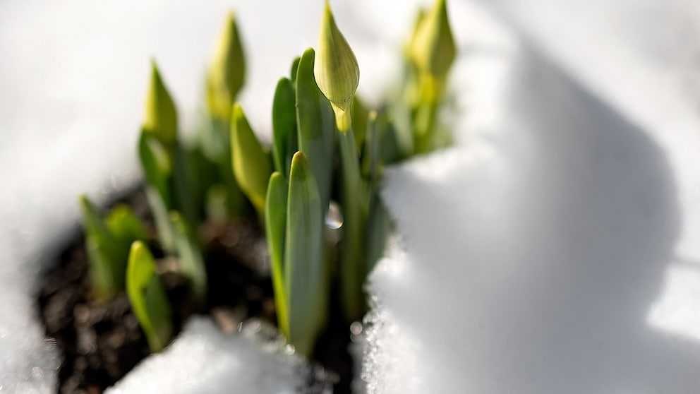 Es sieht hübsch aus, wenn Frühblüher unter einer Schneedecke hervorgucken. Doch kann der Schnee eventuell schädlich sein?