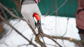 Gartenarbeiten Februar