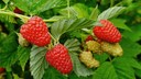 Himbeeren Herbst oder Fr&uuml;hjahr pflanzen