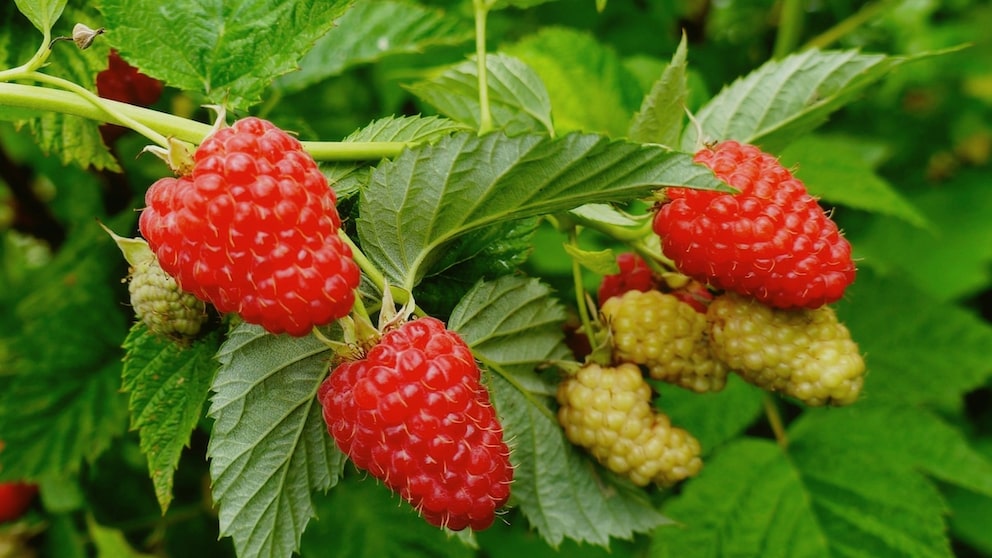 Himbeeren Herbst oder Frühjahr pflanzen