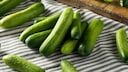 Gurken sollte man weder zu kühl noch zu warm lagern