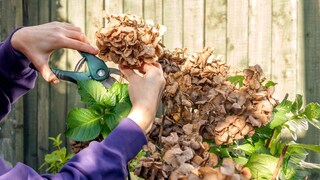 Bei Bauern- und Tellerhortensien wird nur die verwelkte Blüte über dem obersten neuen Kospenpaar entfernt.