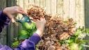 Bei Bauern- und Tellerhortensien wird nur die verwelkte Blüte über dem obersten neuen Kospenpaar entfernt.