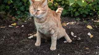Katze hinterlässt Tierkot im Garten