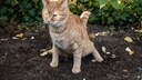 Katze hinterlässt Tierkot im Garten