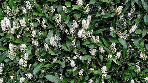 Kirschlorbeer schneiden Zeitpunkt und Technik myHOMEBOOK