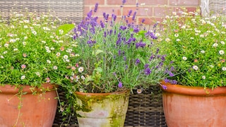Lavendel ist aufgrund seiner violett blühender Blüten, die einen intensiven Duft verströmen, eine beliebte Pflanze bei Hobbygärtnern