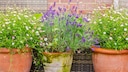Lavendel ist aufgrund seiner violett blühender Blüten, die einen intensiven Duft verströmen, eine beliebte Pflanze bei Hobbygärtnern