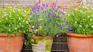 Lavendel ist aufgrund seiner violett blühender Blüten, die einen intensiven Duft verströmen, eine beliebte Pflanze bei Hobbygärtnern