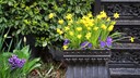 Bl&uuml;hende Narzissen gibt es schon ab&nbsp;Februar im Handel