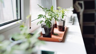 Pflanzen auf der Fensterbank