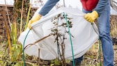 Den ganzen Winter konnten unsere Pflanzen ruhen, doch wann ist es Zeit, sie wieder aus dem Winterschlaf zu wecken?