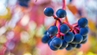 Die Beeren des Wilden Weins