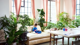 In manchen Wohnungen sieht es fast wie im Botanischen Garten aus, dabei eignen sich nicht alle Pflanzen für die Wohnung