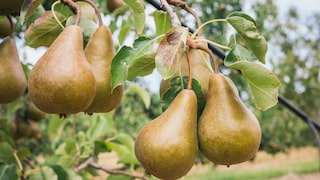 Wer Birnen im Garten ernten möchte, sollte sich an alten Sorten orientieren. Diese bewähren sich schon seit Jahrhunderten