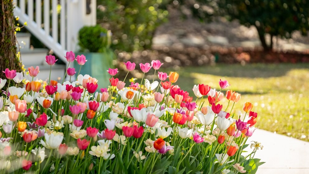 Zwiebelblumen muss man mitunter etwas nachhelfen, damit sie richtig austreiben