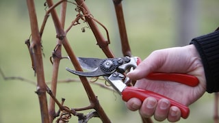 Jemand schneidet mit Gartenschere einen Ast