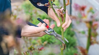 Rosen sollte man im Frühjahr nicht zu zaghaft schneiden
