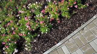Rosen als Bodendecker sind mal etwas anderes und sicherlich ein Hingucker im Garten
