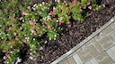 Rosen als Bodendecker sind mal etwas anderes und sicherlich ein Hingucker im Garten