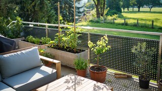 Neben Nutzpflanzen wie Gemüse oder Kräuter eignen sich auch Zierpflanzen für das Hochbeet auf dem Balkon