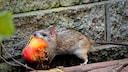 Ratten holen sich mit Vorliebe unsere Reste vom Kompost