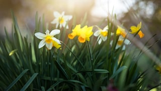 Ist es möglich, dass eine Bauernregel zum Frühlingsanfang das Wetter für den Sommer vorhersagt?