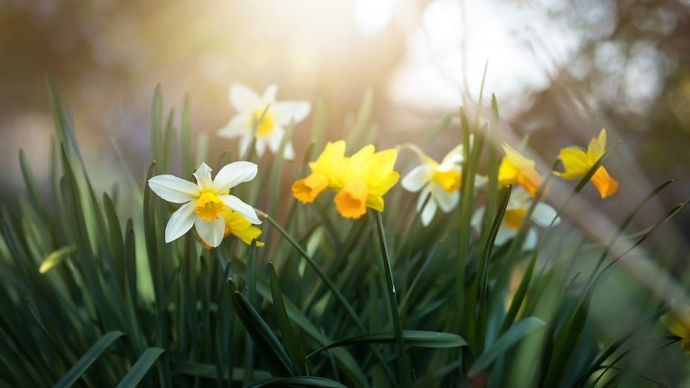 Ist es möglich, dass eine Bauernregel zum Frühlingsanfang das Wetter für den Sommer vorhersagt?