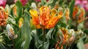 Die Papageien-Tulpe zeichnet sich durch ausgefranste Blütenblätter aus