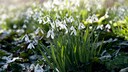 Kann man jetzt noch Frühblüher pflanzen? Ja, Schneeglöckchen und Krokusse zum Beispiel können auch noch spät eingepflanzt werden.