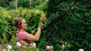 Hecke schneiden