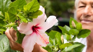 Hibiskus schneiden