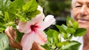 Hibiskus schneiden