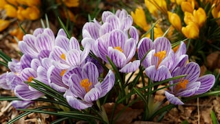 Der Krokus läutet den Frühling im Gartenbeet ein